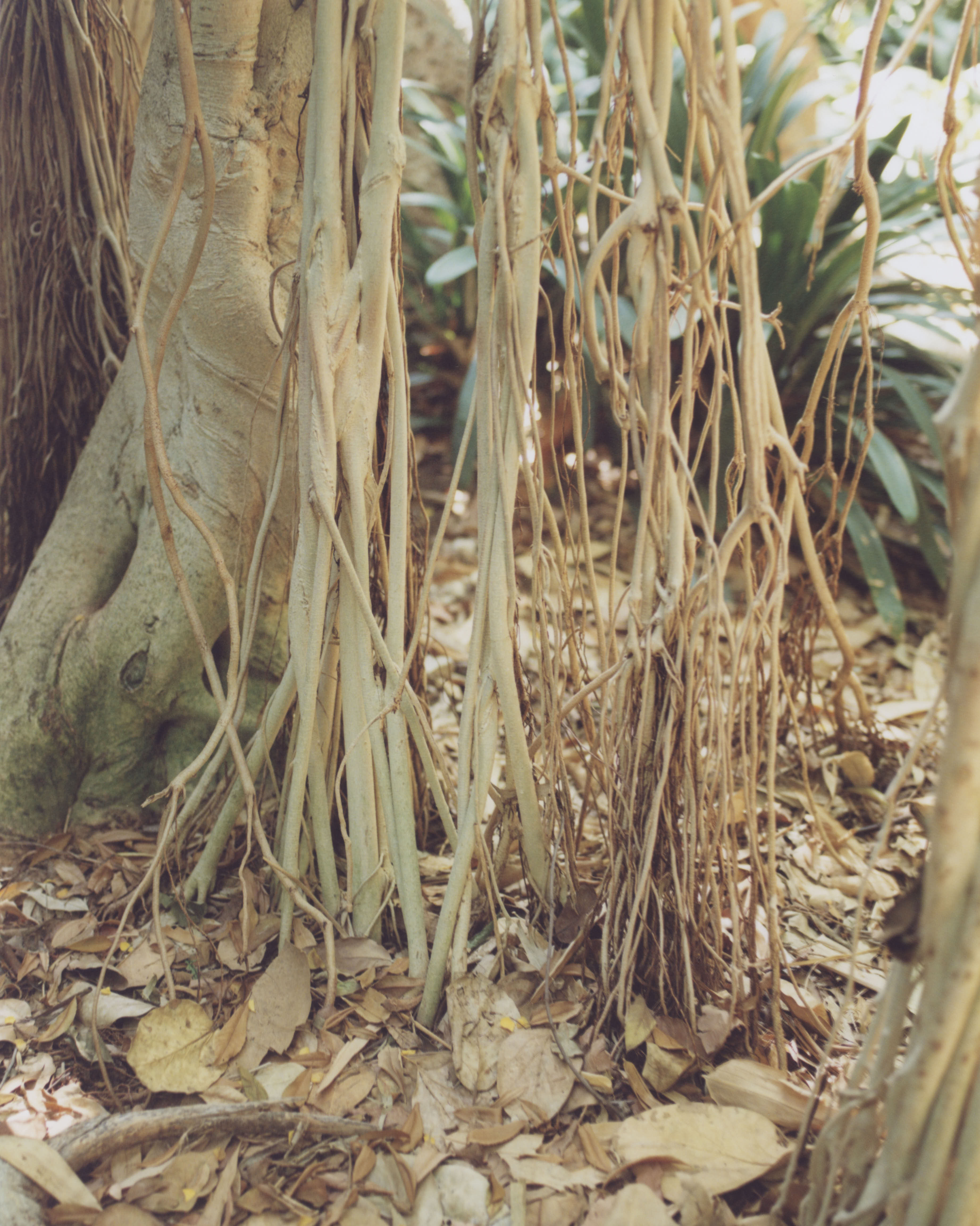 Fruits of the Forest